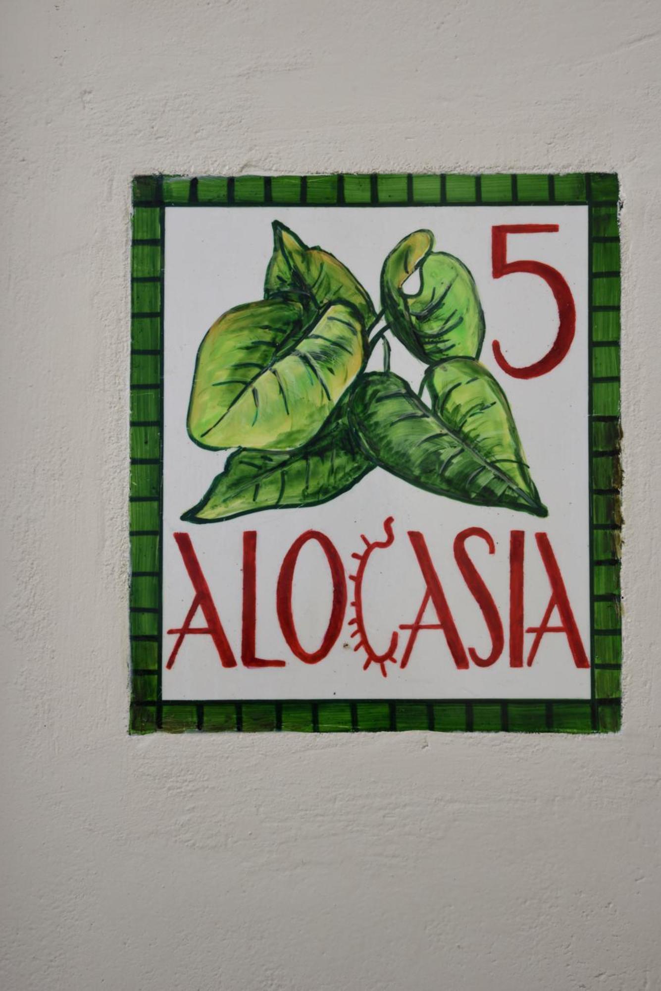 Cactus Hydra - Art Apartments Rum bild